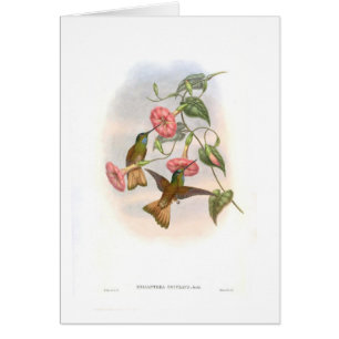 Hummingbirds