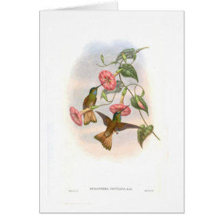 Hummingbirds