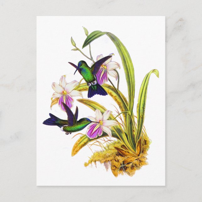 Hummingbirds and Purple Orchids Postcard (Front)