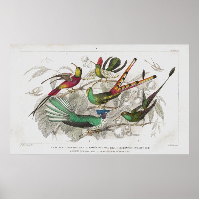 Hummingbirds Antique Lithograph print (Front)