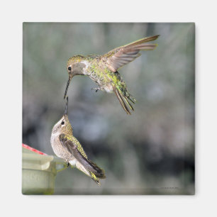 Hummingbirds at Feeder Flying Magnet