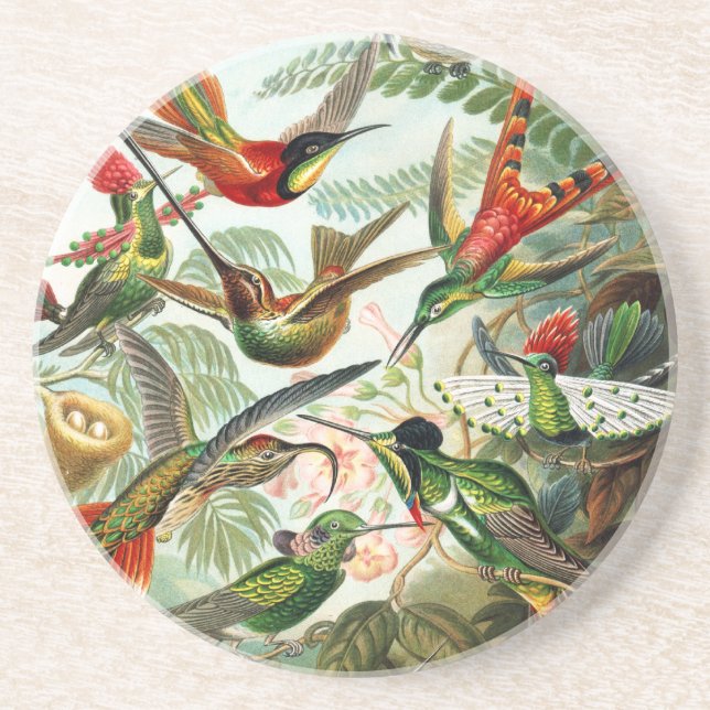 Hummingbirds by Ernst Haeckel Coaster (Front)