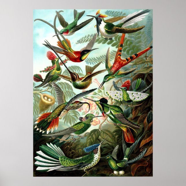 Hummingbirds by Ernst Haeckel Poster (Front)