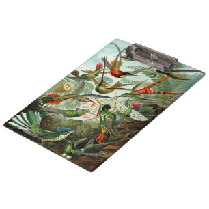 Hummingbirds by Ernst Haeckel, Vintage Birds Trees Clipboard