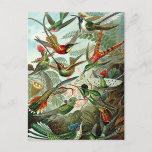 Hummingbirds by Ernst Haeckel, Vintage Birds Trees Postcard
