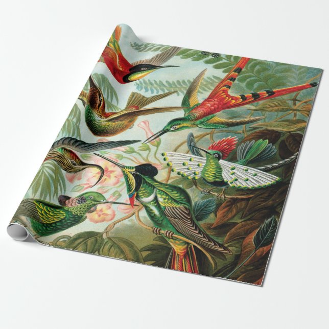 Hummingbirds by Ernst Haeckel Wrapping Paper (Unrolled)
