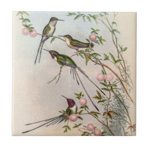 Hummingbirds by John Gould Ceramic Tile