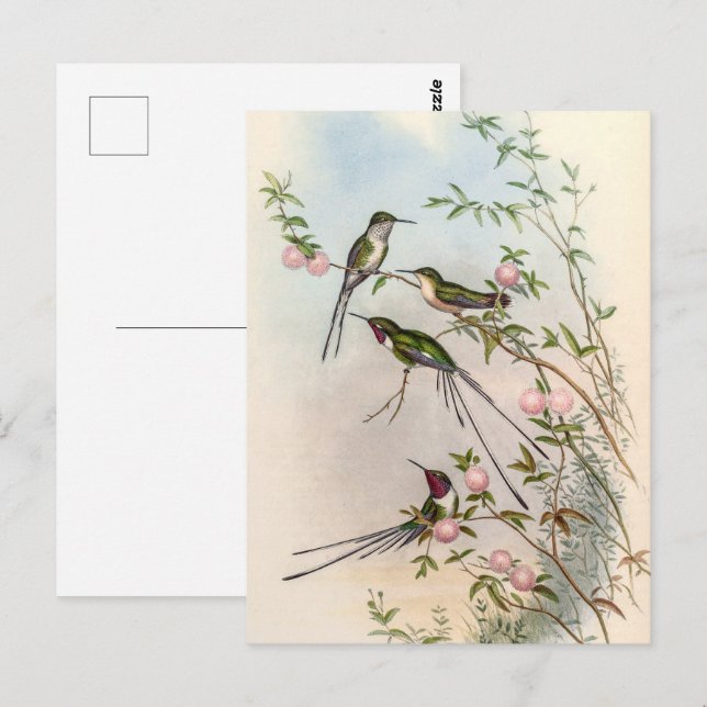 Hummingbirds by John Gould Postcard (Front/Back)