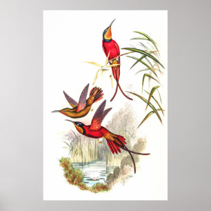 Hummingbirds by John Gould Poster