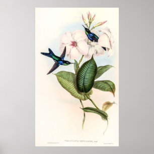 Hummingbirds by John Gould Poster