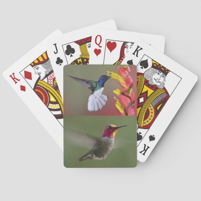 Hummingbirds deck of cards (Back)