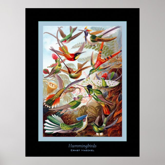 Hummingbirds ~ Ernst Haeckel Poster (Front)