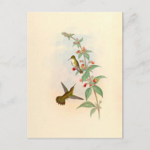 Hummingbirds & Flowers Postcard