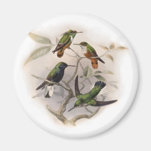 Hummingbirds in Flight Magnet