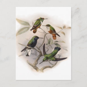 Hummingbirds In Flight Postcard