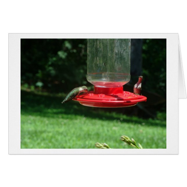 Hummingbirds Joy (Front Horizontal)