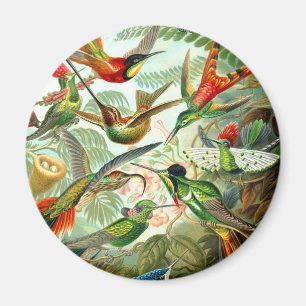 Hummingbirds Magnet
