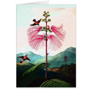 Hummingbirds mimosa tree flower bird vintage