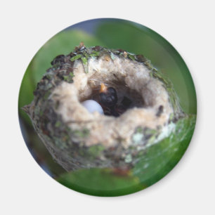 Hummingbirds Nest and Egg Photo Magnet