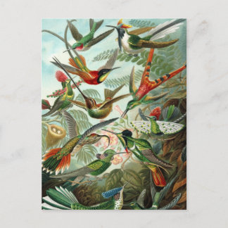 Hummingbirds Postcard