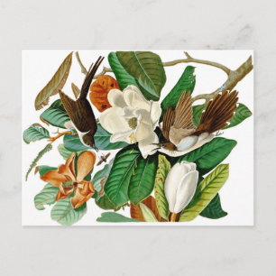 Hummingbirds Postcard