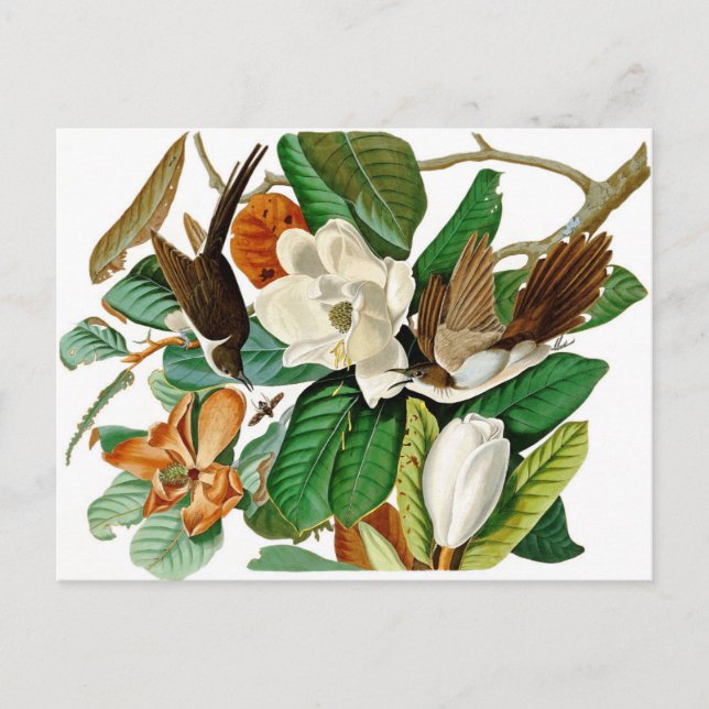 Hummingbirds Postcard (Front)