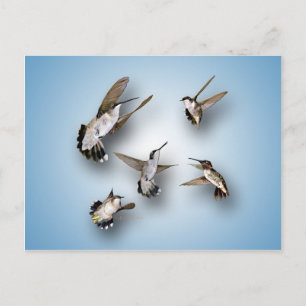 Hummingbirds Postcard