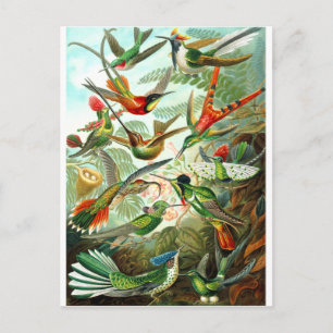 Hummingbirds Postcard
