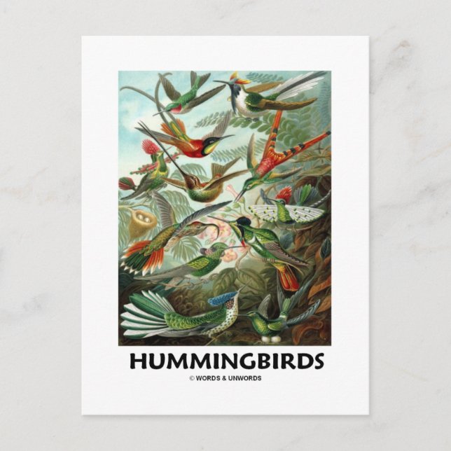 Hummingbirds Postcard (Front)