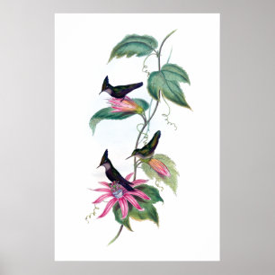 Hummingbirds poster