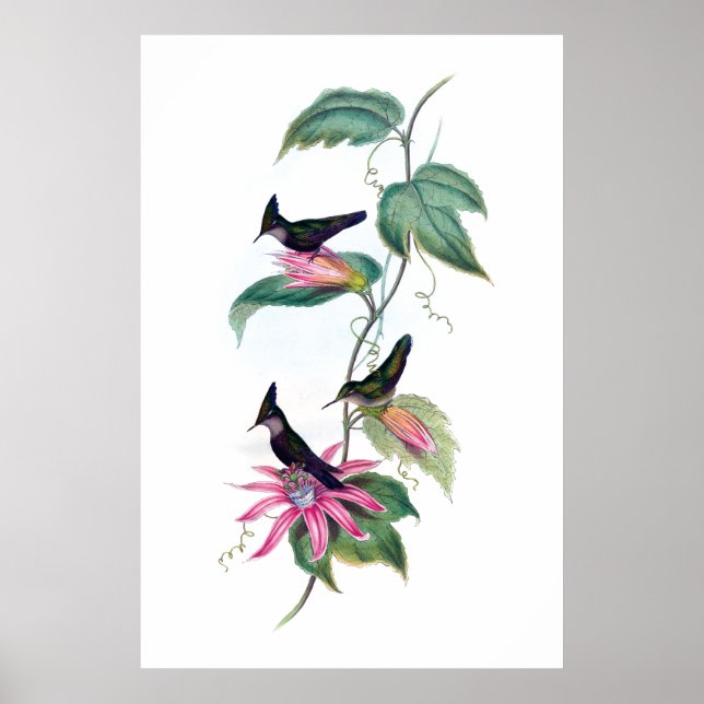 Hummingbirds poster (Front)