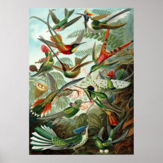 Hummingbirds Poster