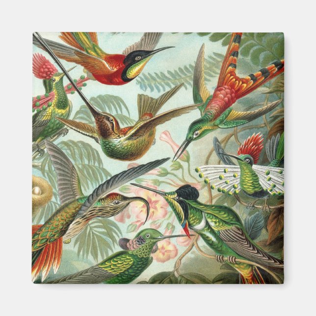Hummingbirds Square Magnet (Front)