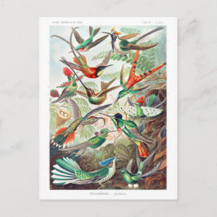 Hummingbirds Trochilidae Kolibris by Ernst Haeckel Postcard