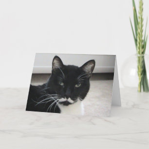 Humour Tuxedo Cat Birthday Card ( template)