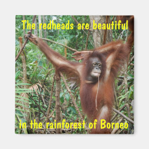 Humourous Animals Magnet