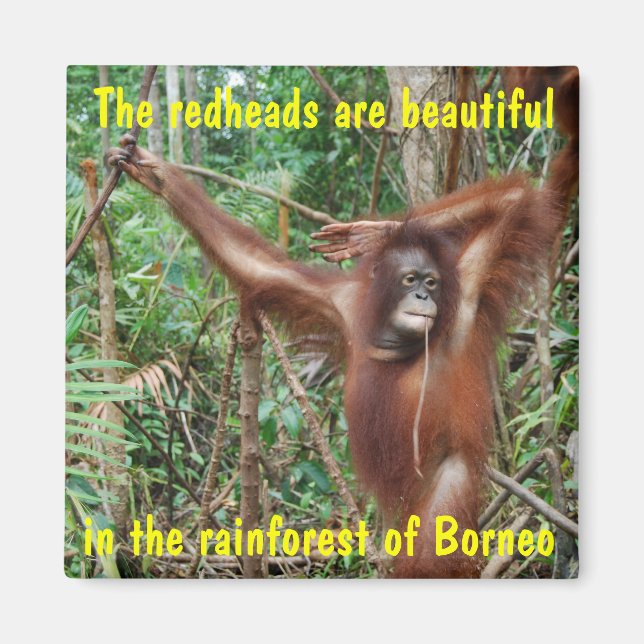 Humourous Animals Magnet (Front)