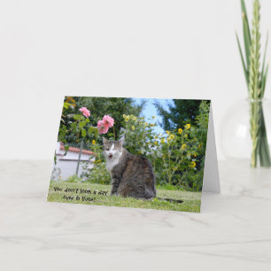 humourous birthday tabby cat card