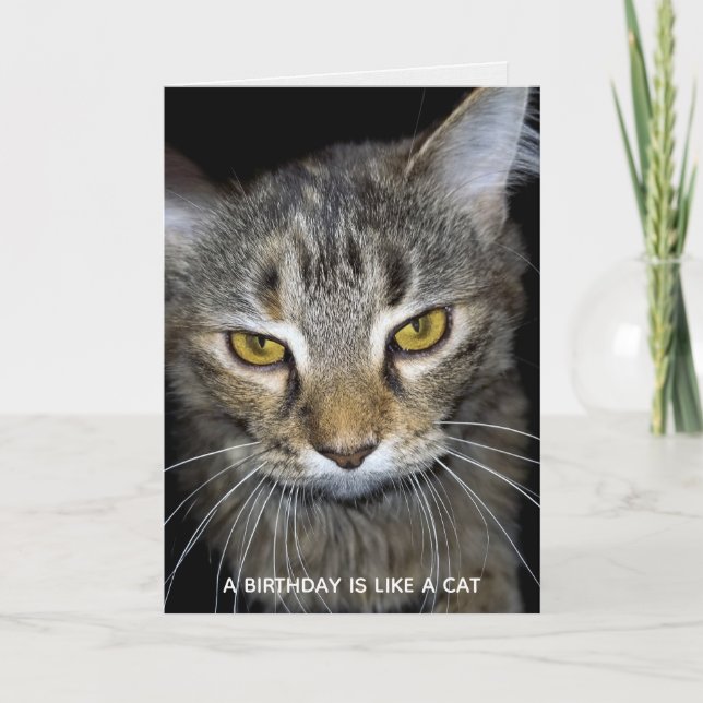 humourous cat birthday card (Front)