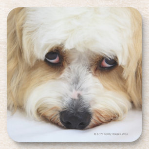 humourous close-up of bichon frise dog coaster