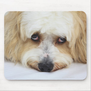 humourous close-up of bichon frise dog mouse pad