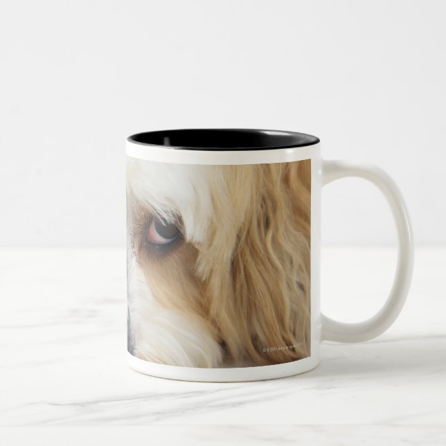 humourous close-up of bichon frise dog Two-Tone coffee mug (Right)