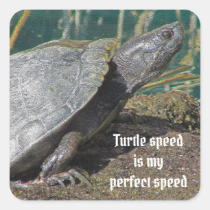 Humourous Turtle Speed is my Favourite Speed Anima Square Sticker