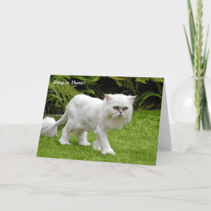 Humourous White Persian Shaved Cat Birthday Card