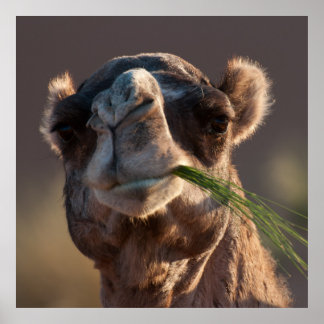 Hump Day Camel Feasting on Green Grass Poster