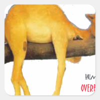 Hump Day Camel .. Overblown