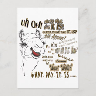 Hump Day Camel Postcard