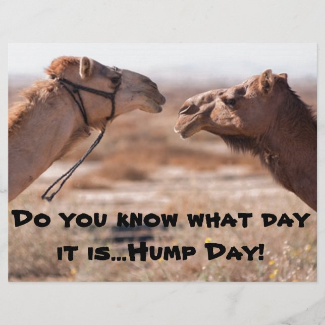 Hump Day Camels (Front)