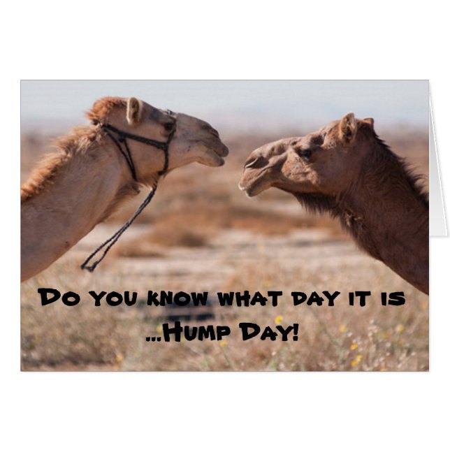 Hump Day Camels (Front Horizontal)