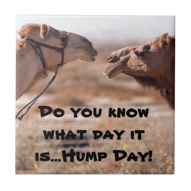 Hump Day Camels Ceramic Tile (Front)
